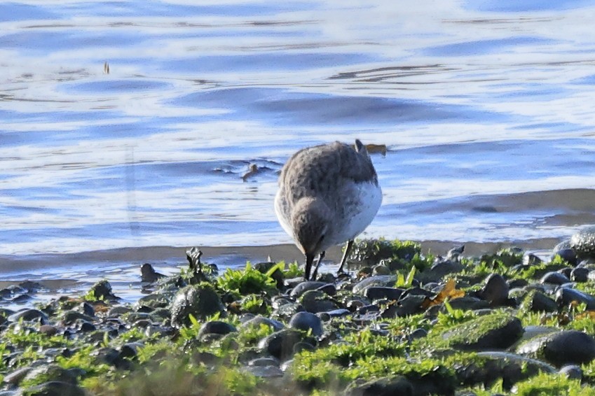 Dunlin - ML616601353