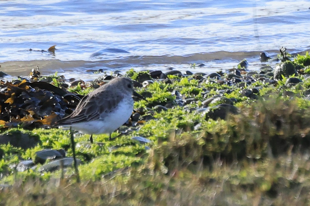 Dunlin - ML616601354