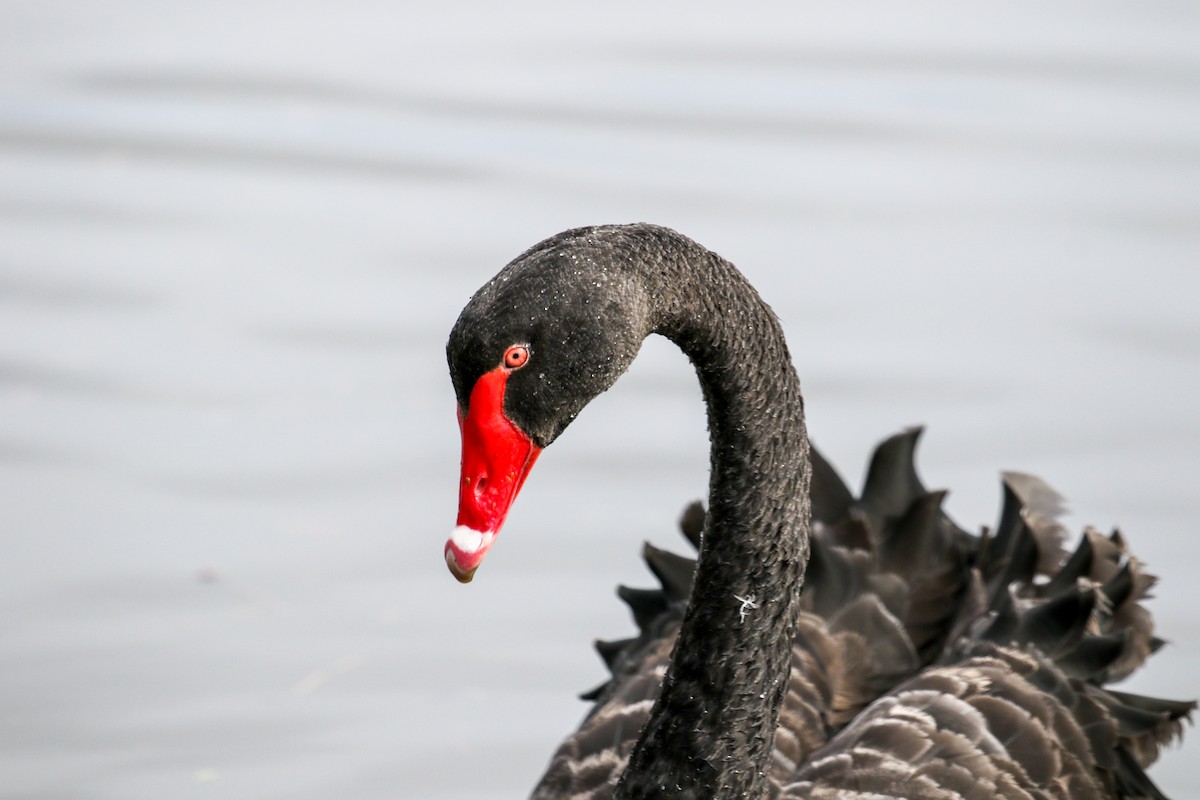Black Swan - ML616601364