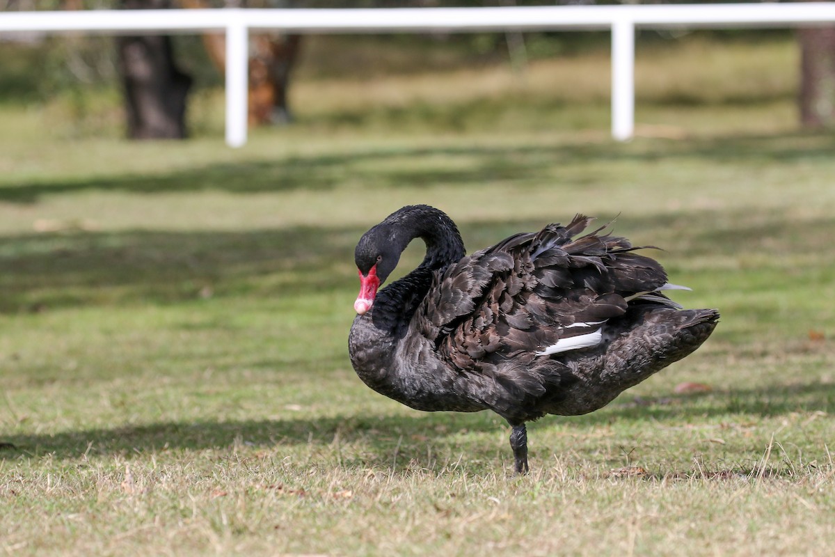 Black Swan - ML616601365