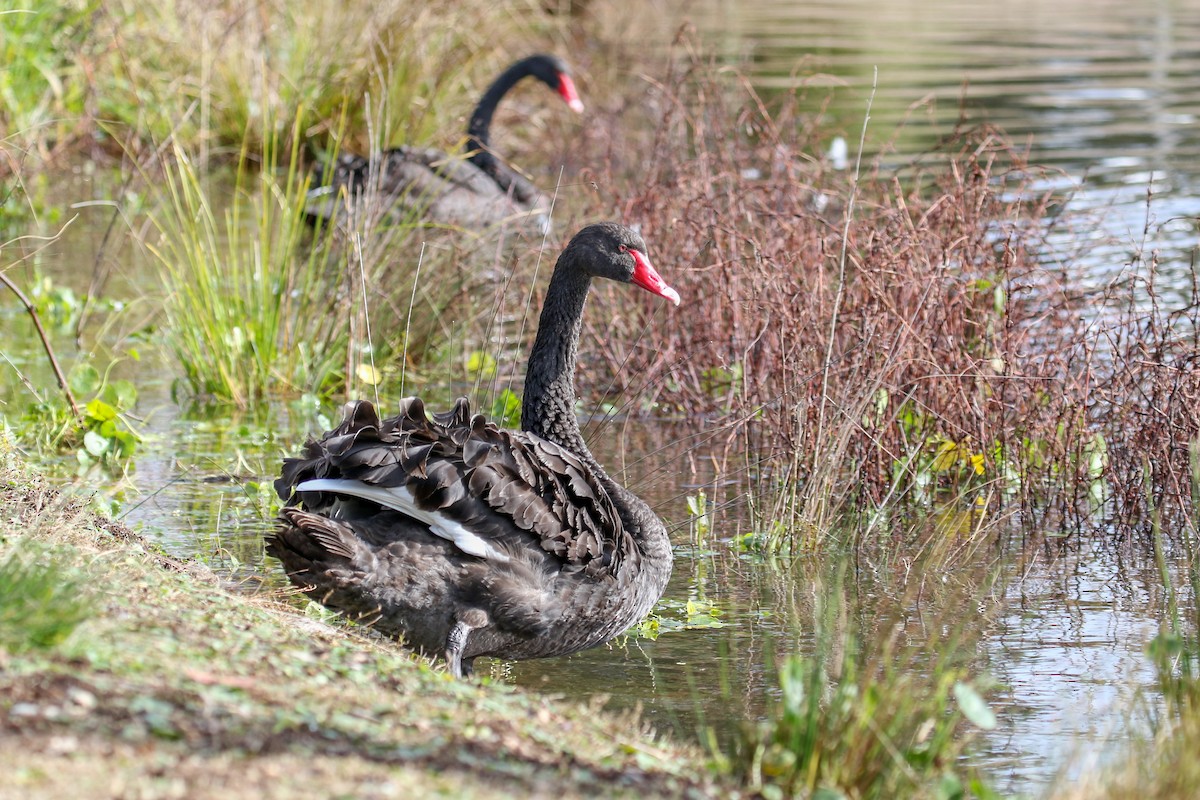 Black Swan - ML616601366