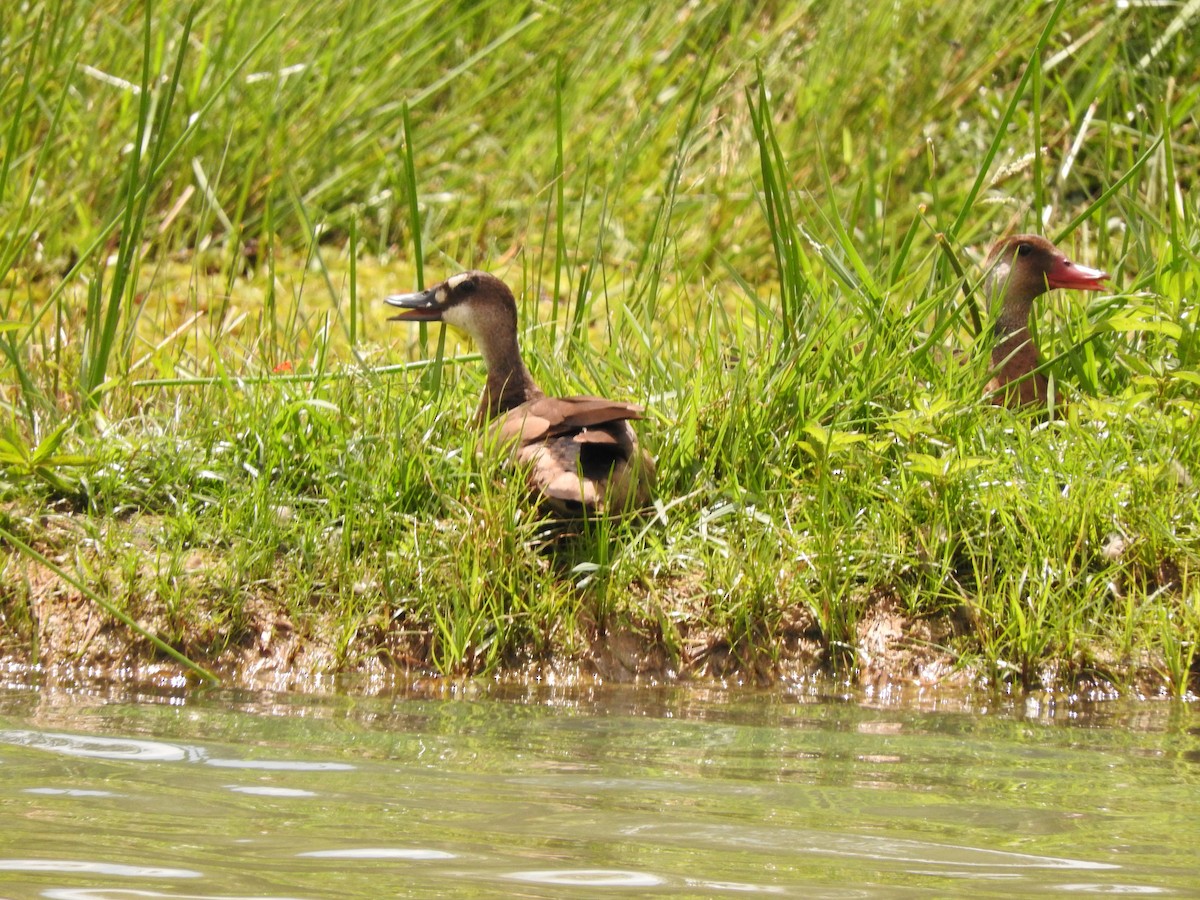 Canard amazonette - ML616601376