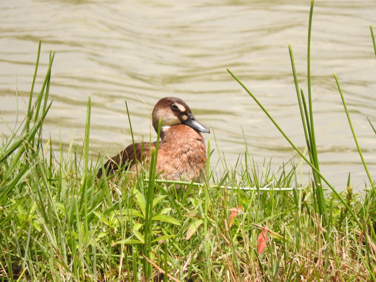 Brazilian Teal - Roberto Rebeque Junior