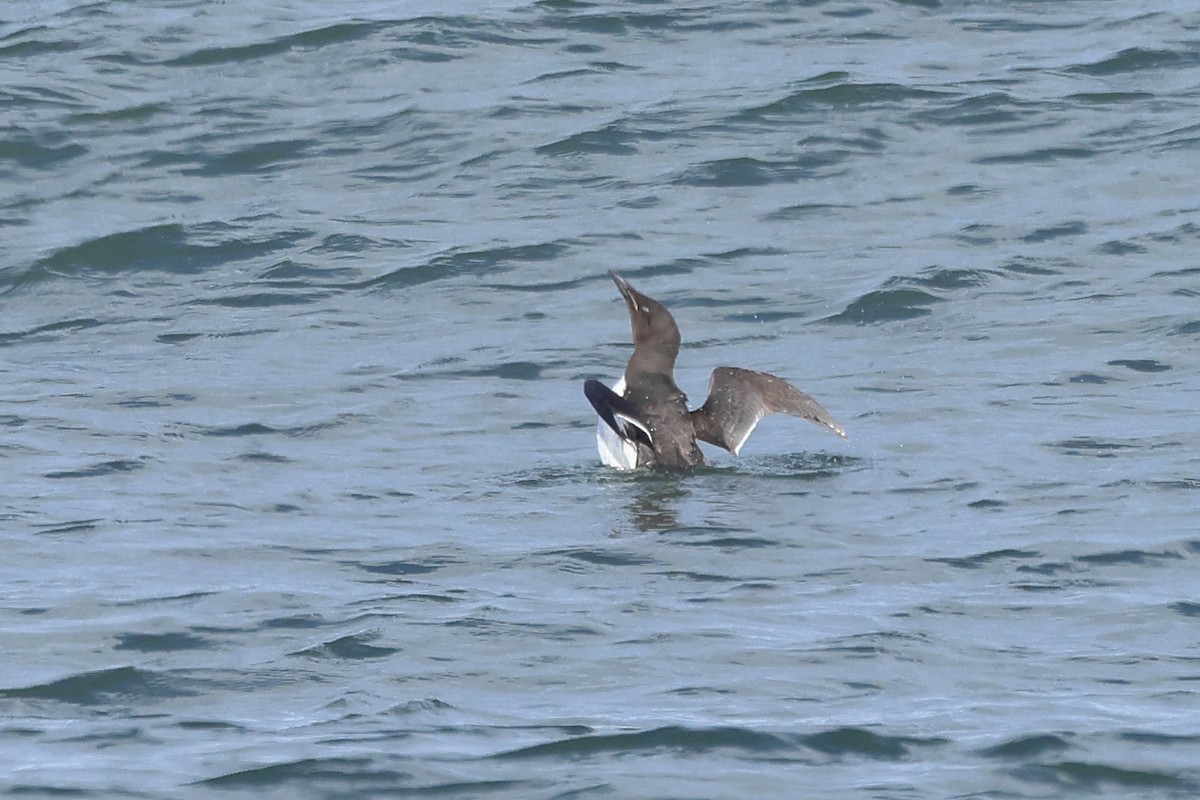 Common Murre - Paul (Mac) Smith   🦅