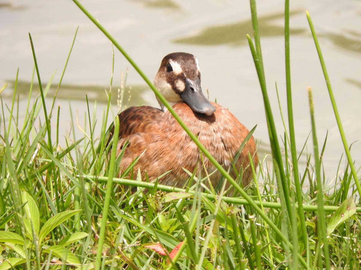 Brazilian Teal - Roberto Rebeque Junior