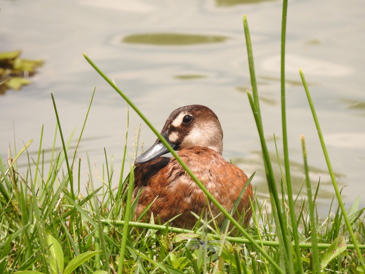 Brazilian Teal - Roberto Rebeque Junior