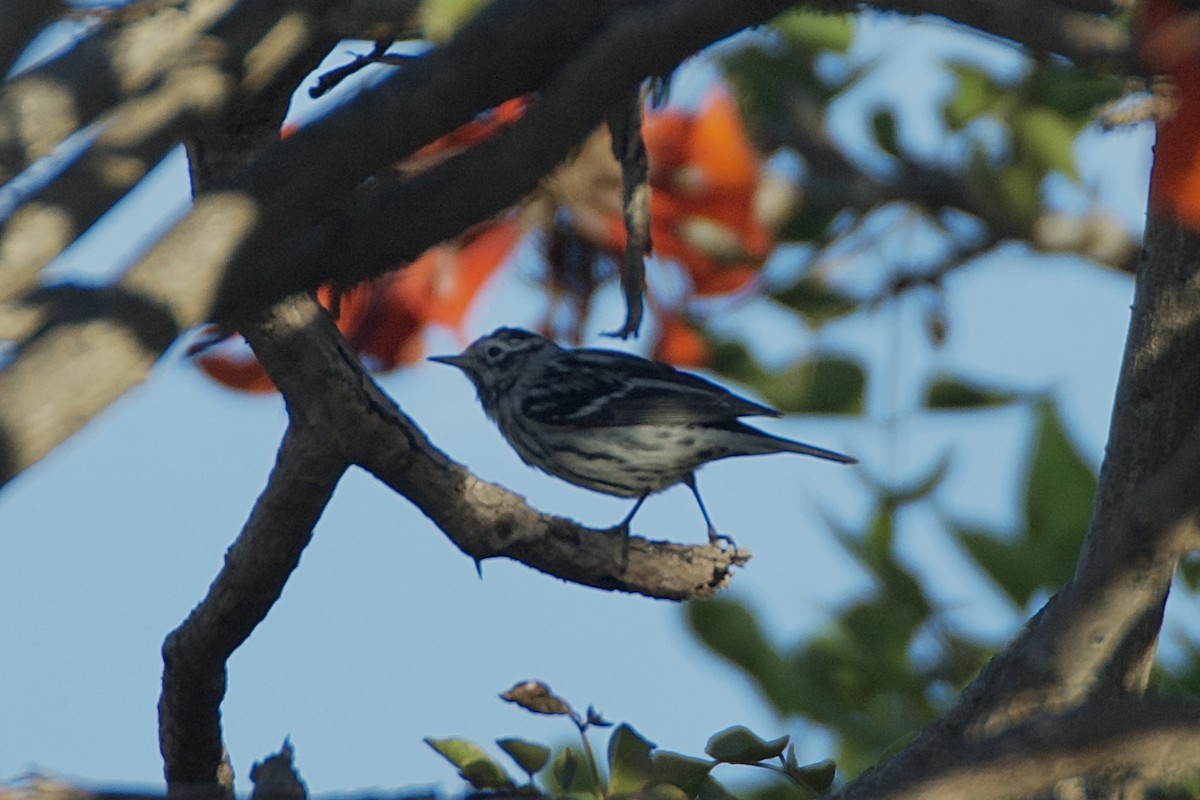 Black-and-white Warbler - Giselle Ibarra Flores