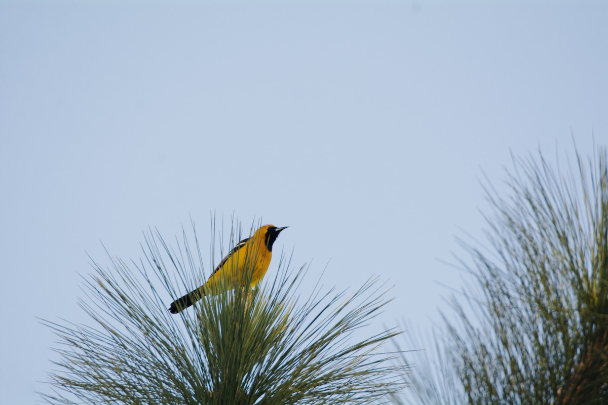 Hooded Oriole - Giselle Ibarra Flores