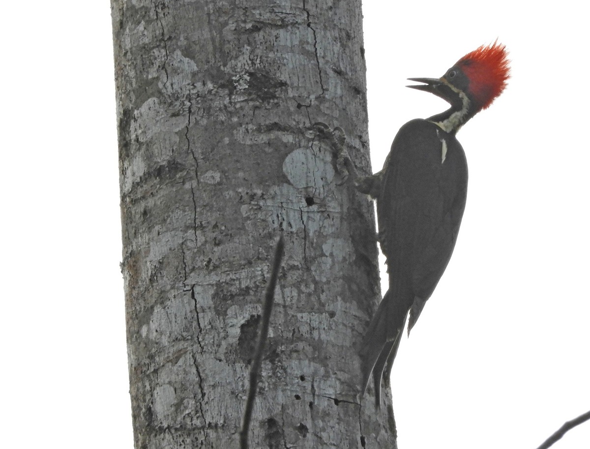 Lineated Woodpecker - Edwar H. Guarín (@edwarhguarin)