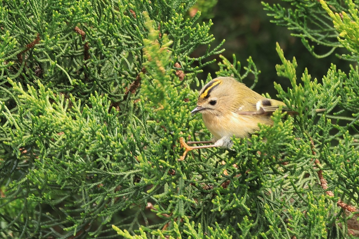 Goldcrest (European) - ML616601519