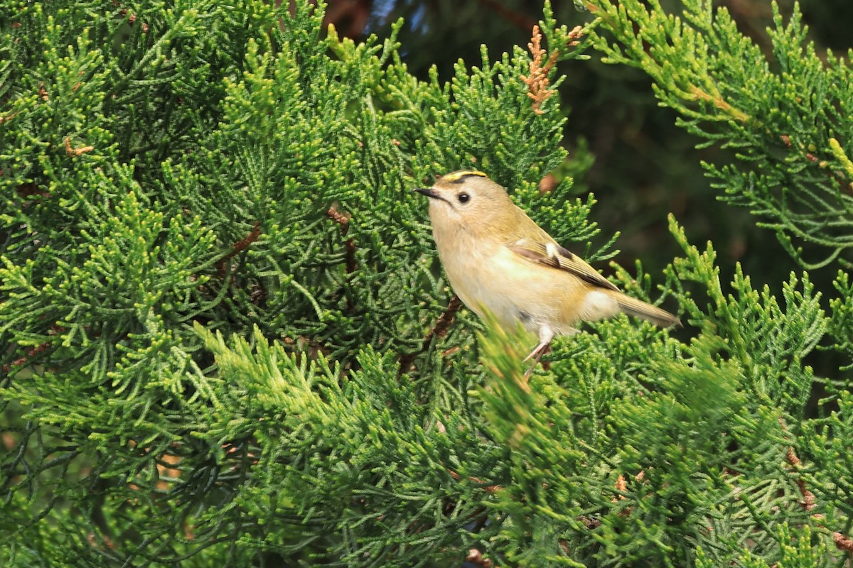 Goldcrest (European) - ML616601520