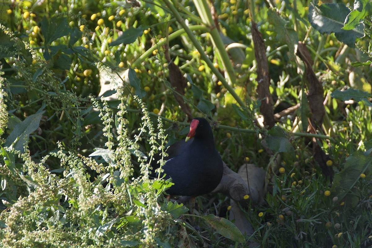 Gallinule d'Amérique - ML616601528