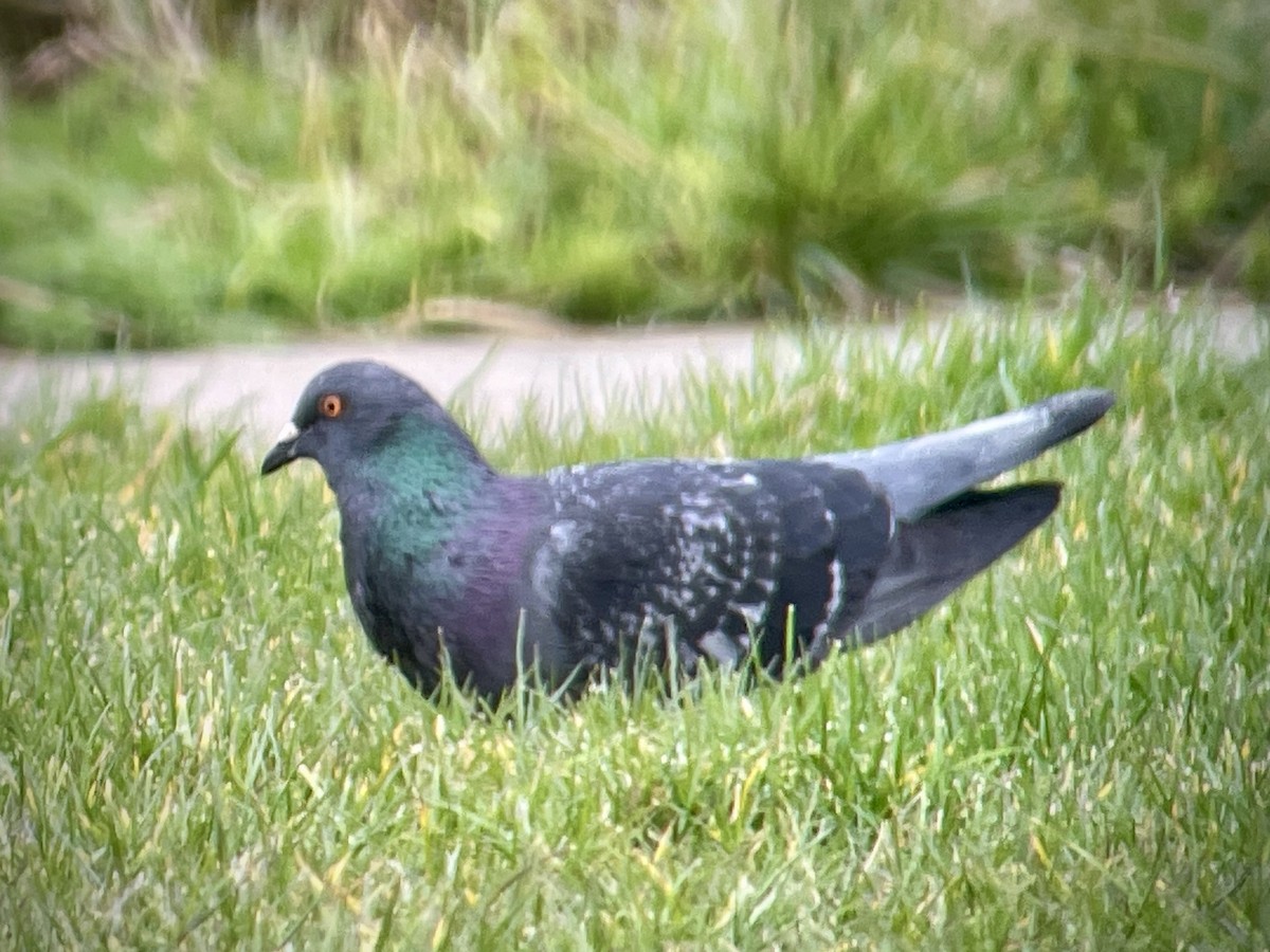 Rock Pigeon (Feral Pigeon) - ML616601530