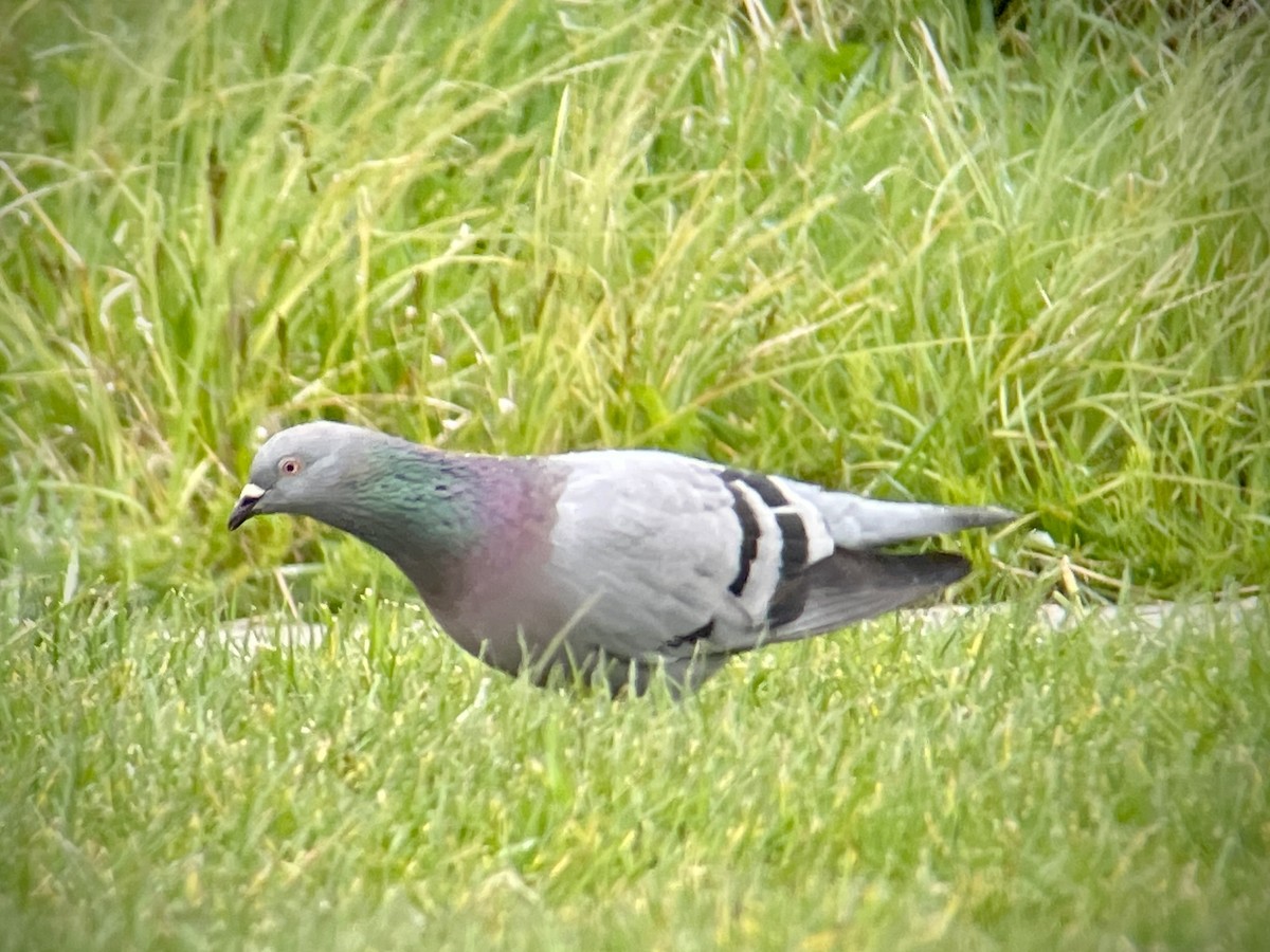 Rock Pigeon (Feral Pigeon) - ML616601531