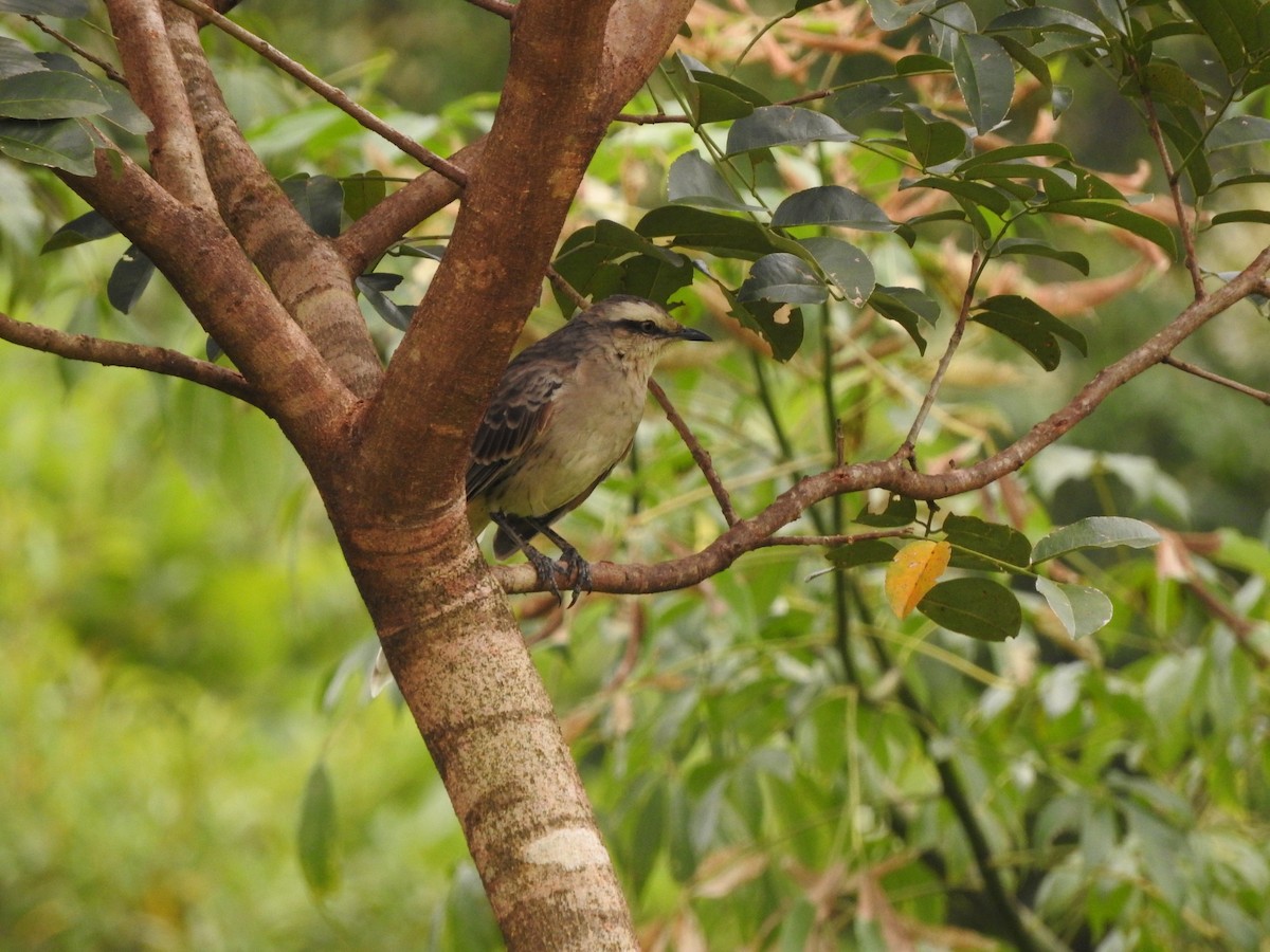 Chalk-browed Mockingbird - ML616601564