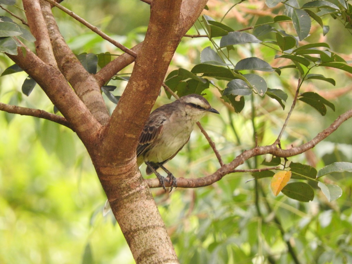 Chalk-browed Mockingbird - ML616601565