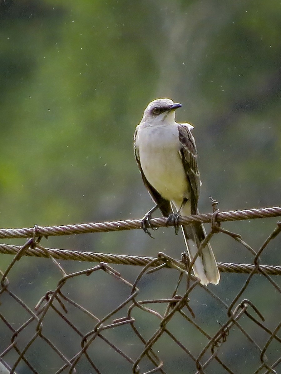 Tropical Mockingbird - ML616601569