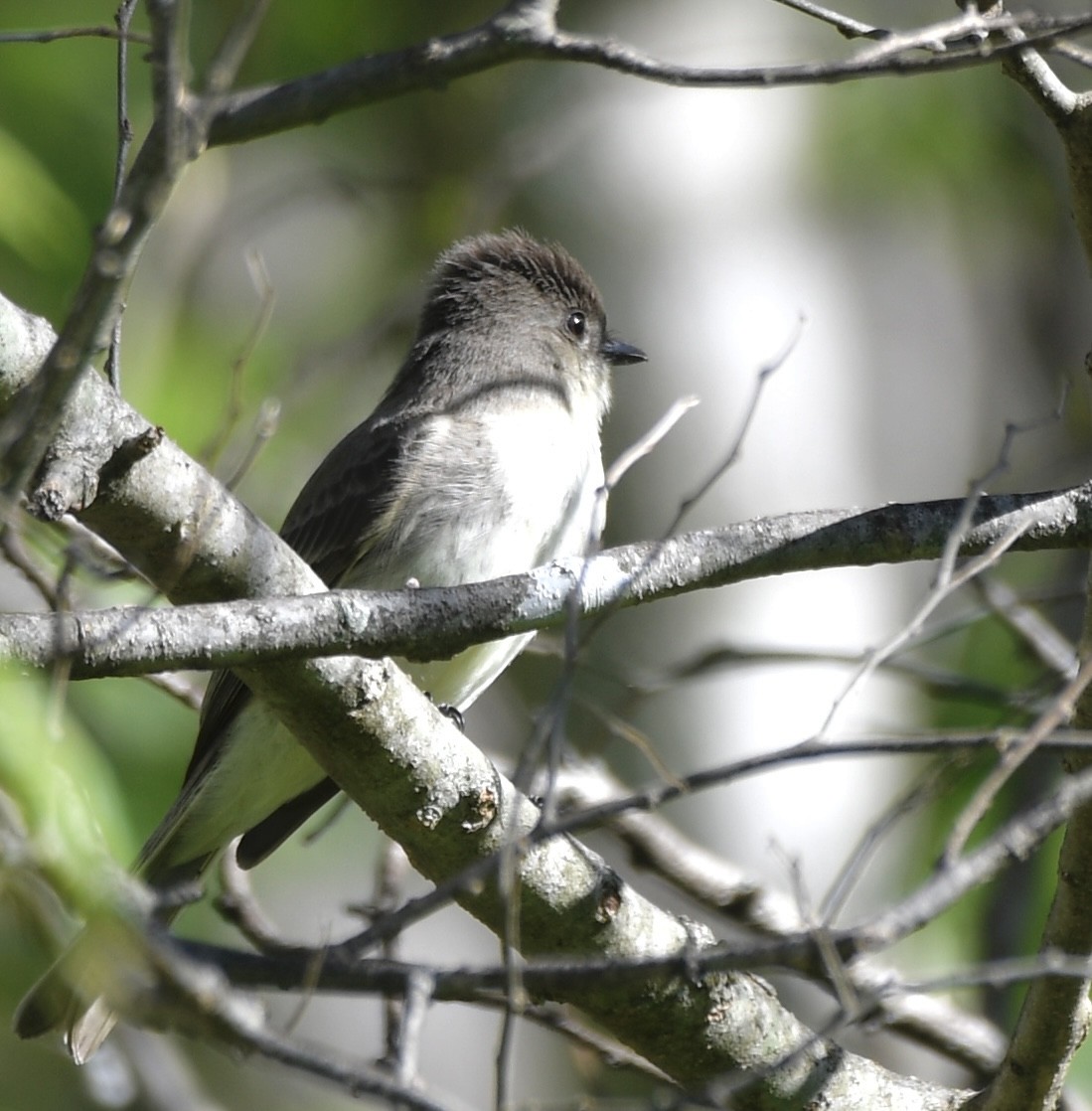 Eastern Phoebe - ML616601590