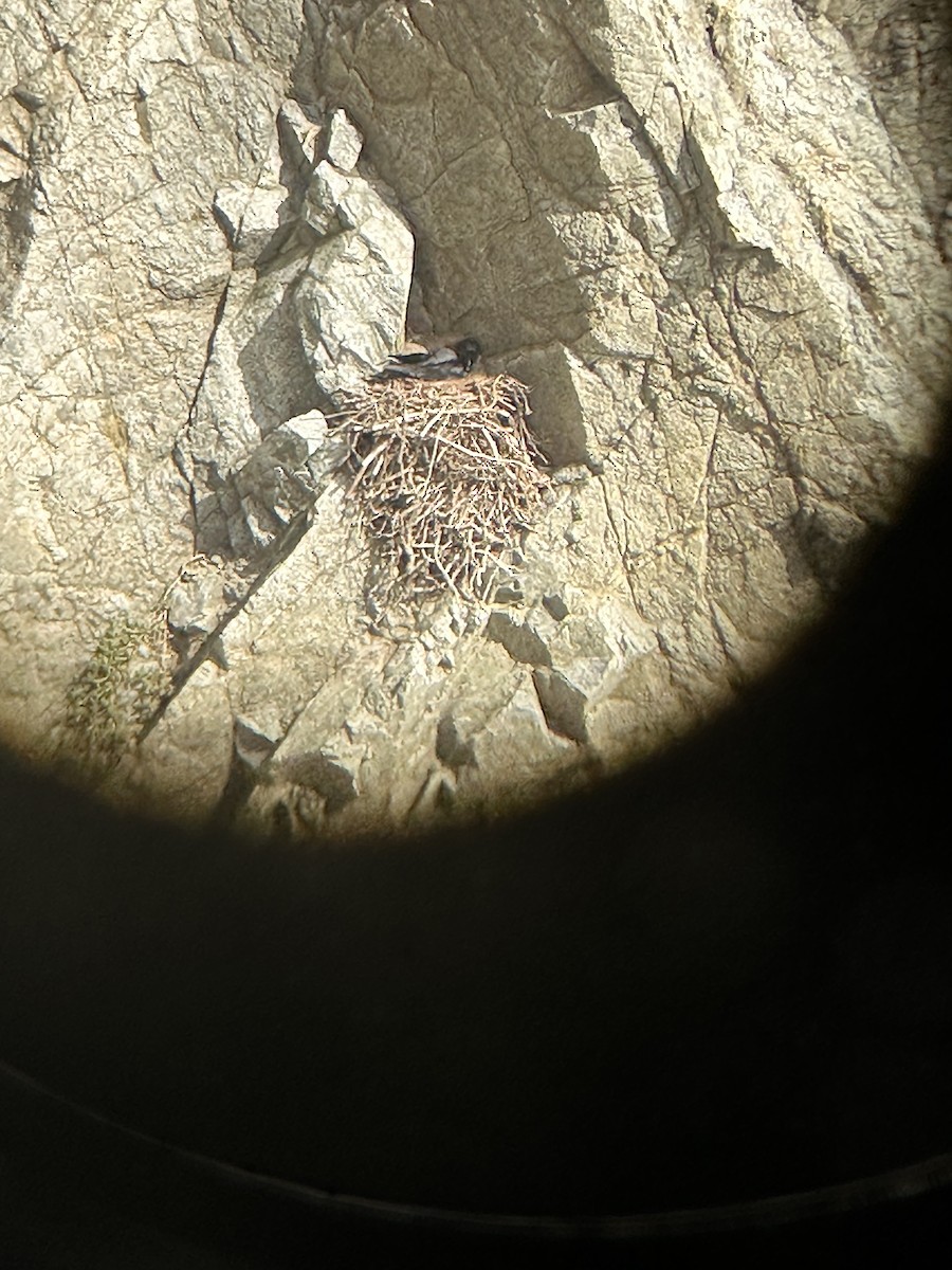 Common Raven - ML616601608