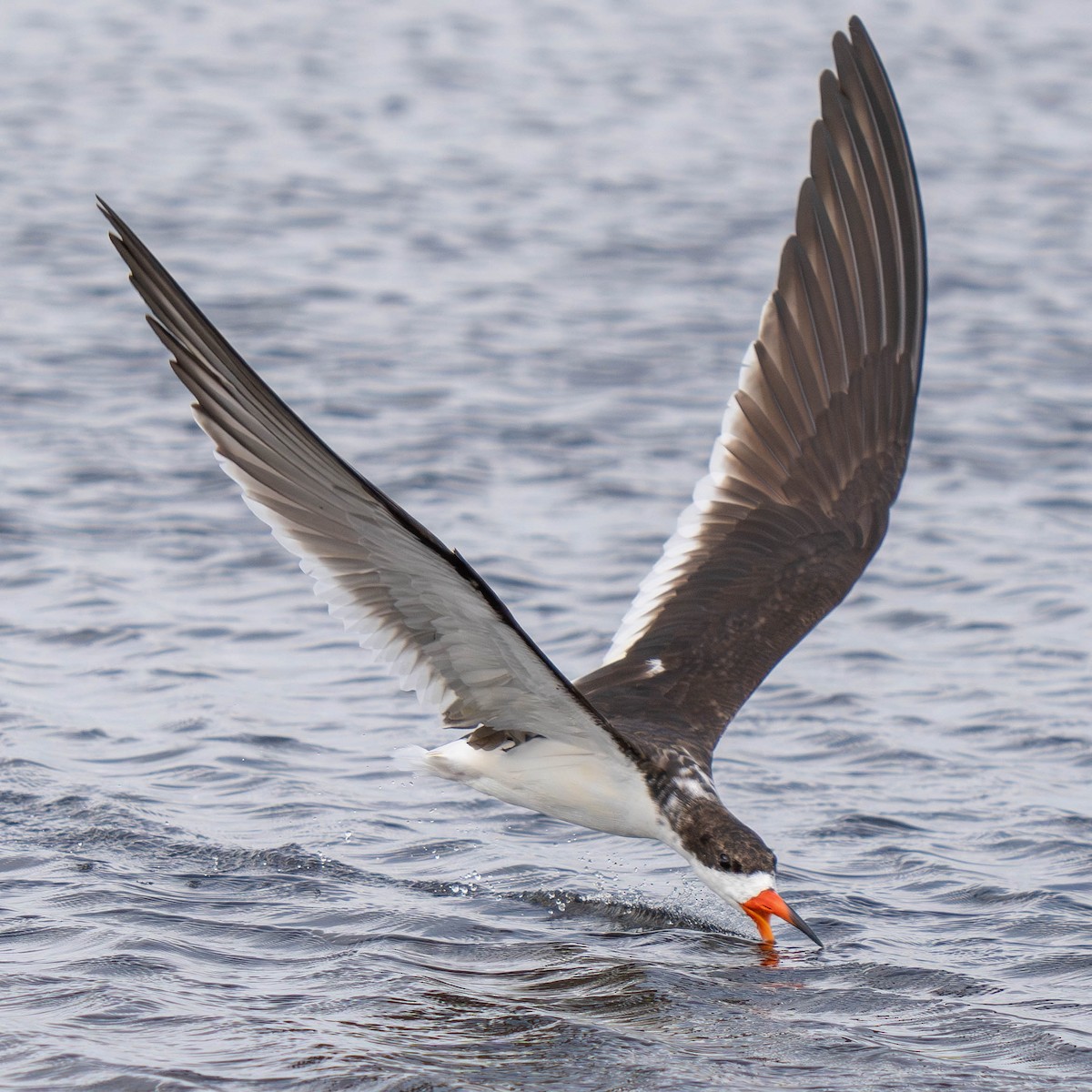 Black Skimmer - ML616601638