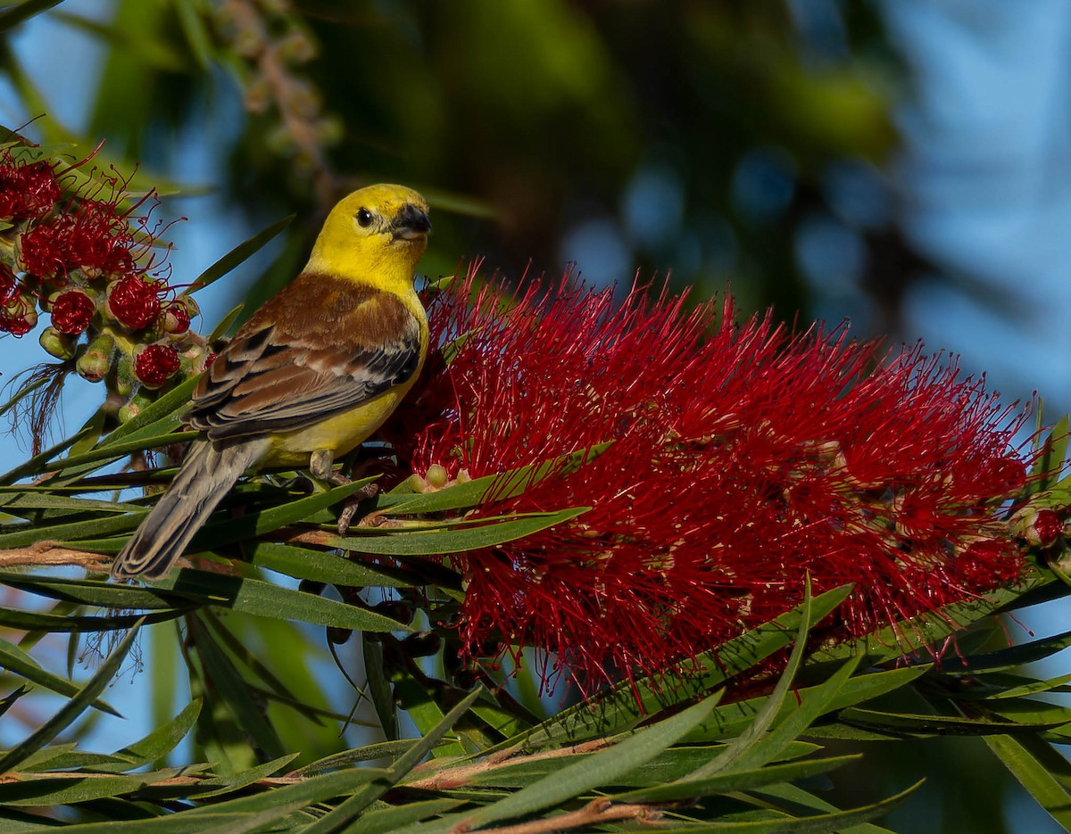 Sudan Golden Sparrow - Luis Albero