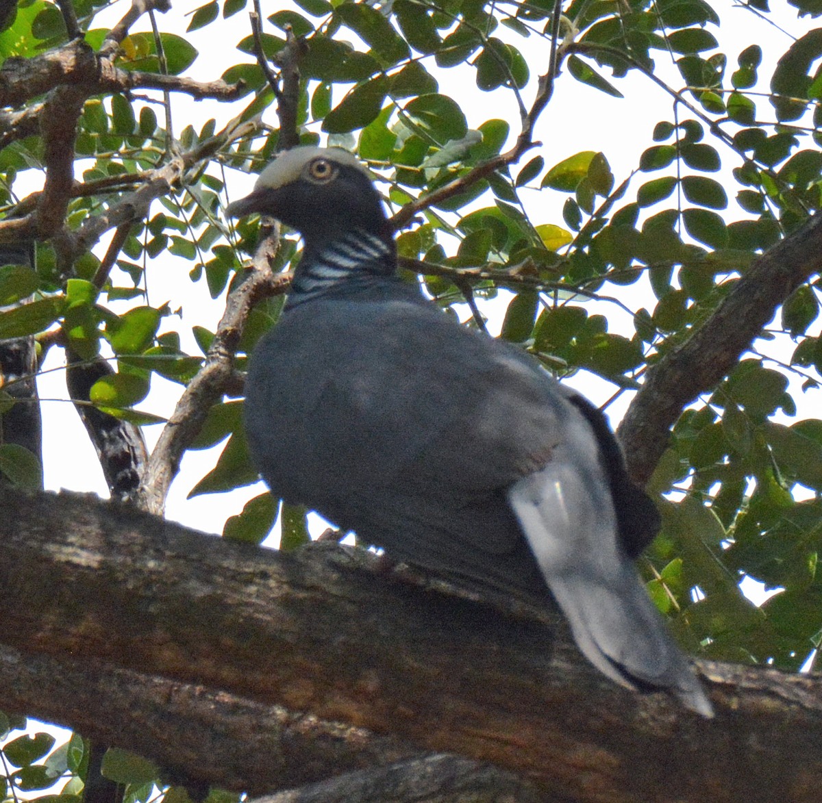 White-crowned Pigeon - ML616601675