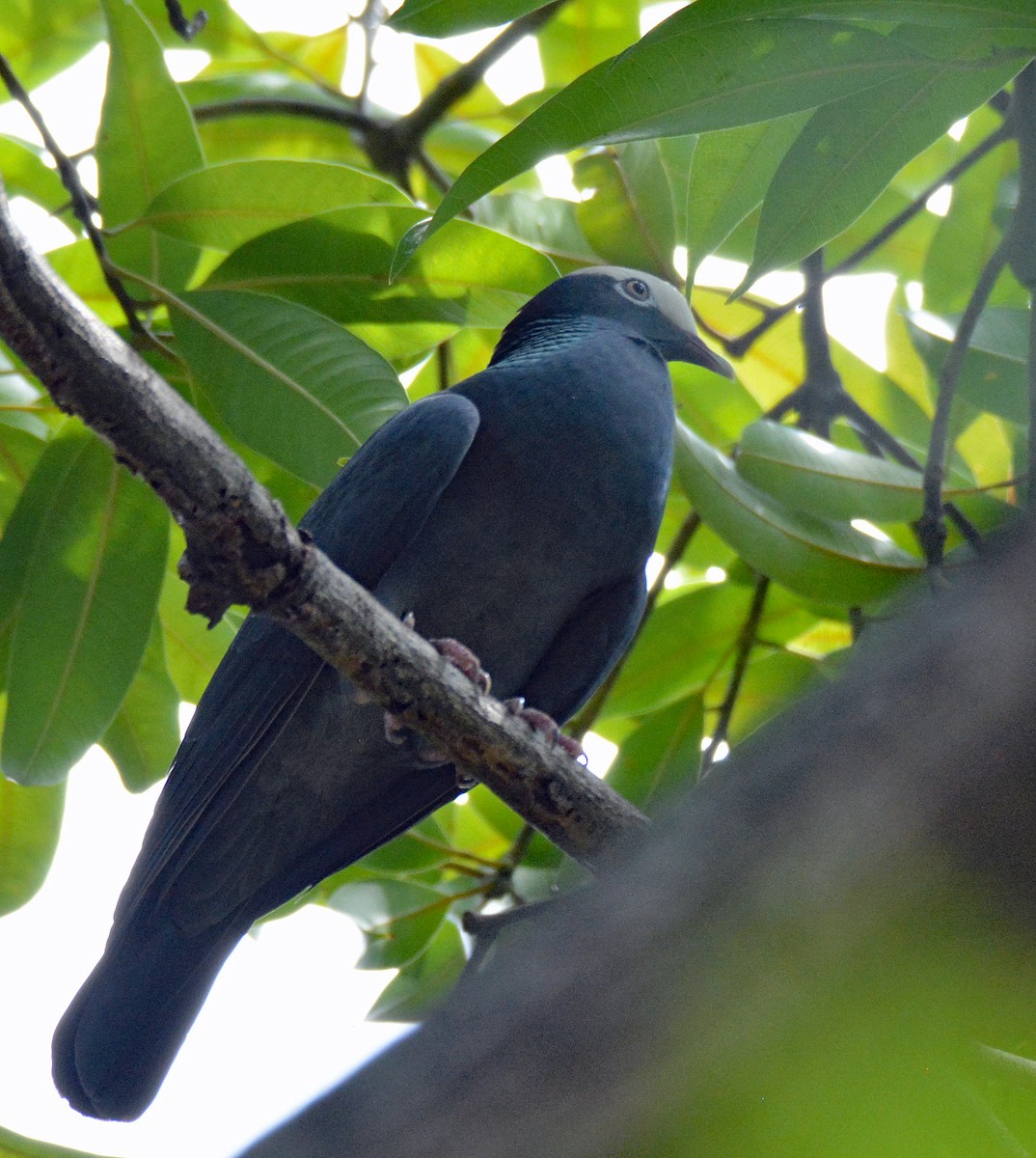 White-crowned Pigeon - ML616601676
