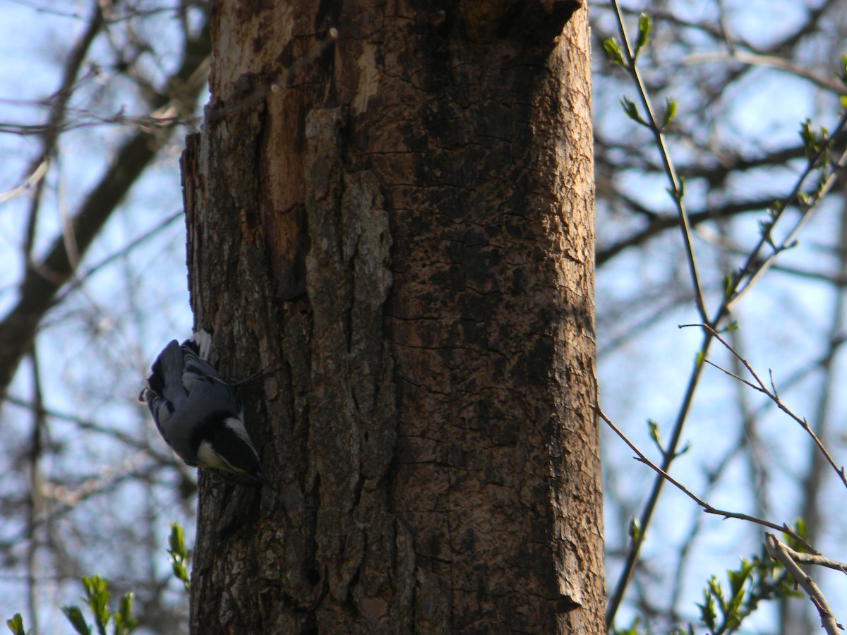 White-breasted Nuthatch - ML616601688