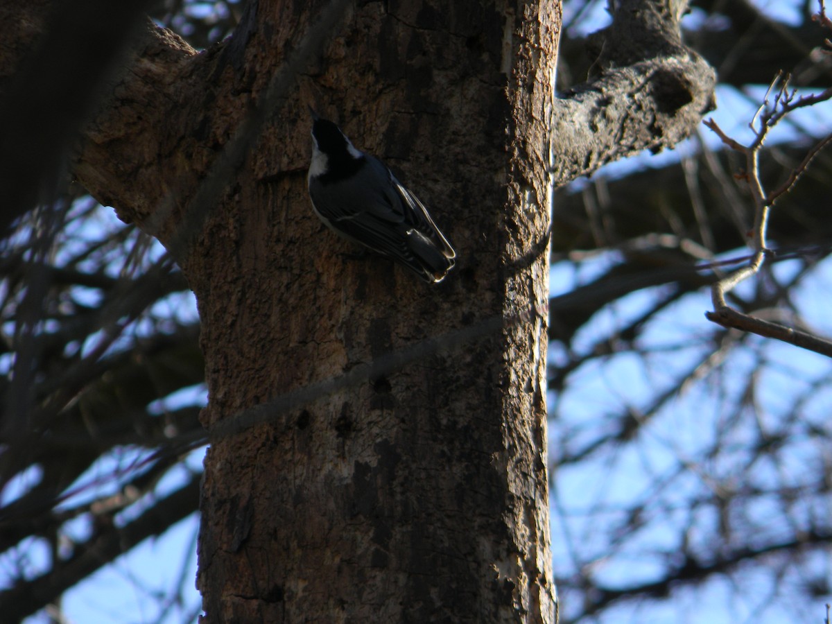 White-breasted Nuthatch - ML616601689