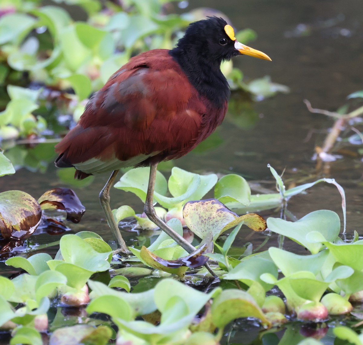 Jacana du Mexique - ML616601701