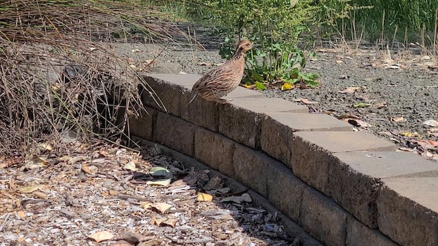 Northern Bobwhite - ML616601709