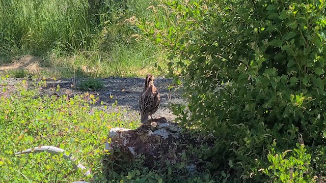 Northern Bobwhite - ML616601712