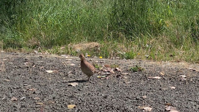 Northern Bobwhite - ML616601713