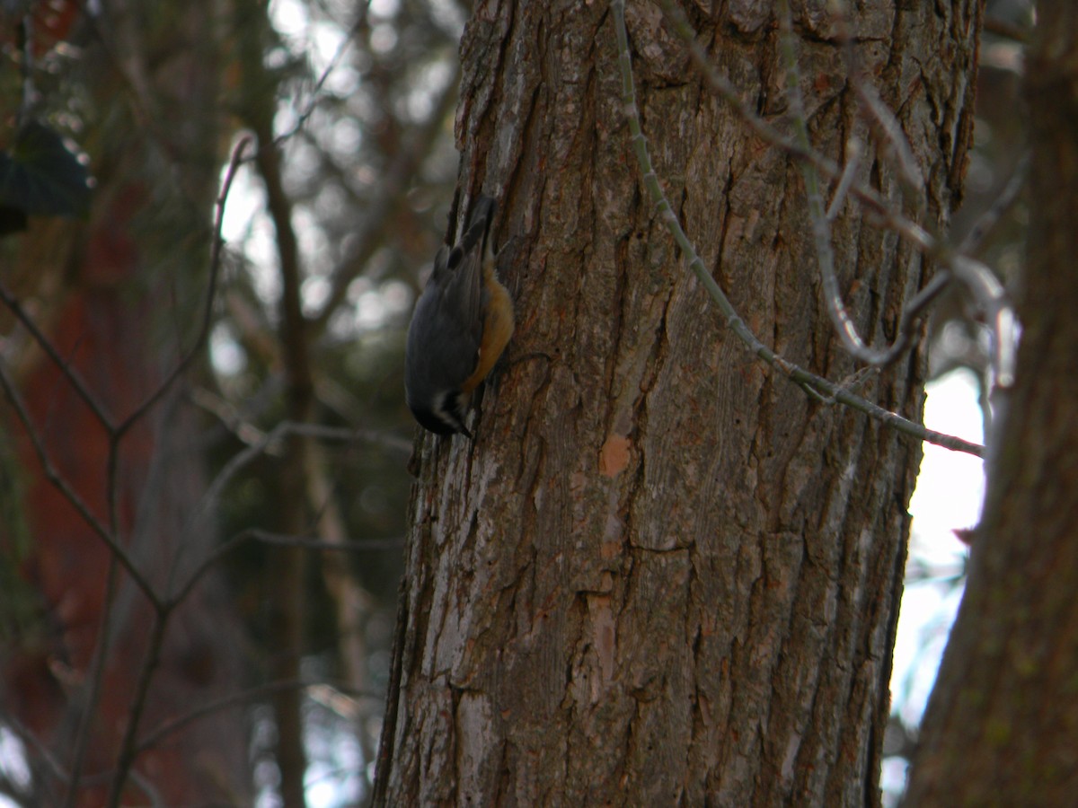 Red-breasted Nuthatch - ML616601719