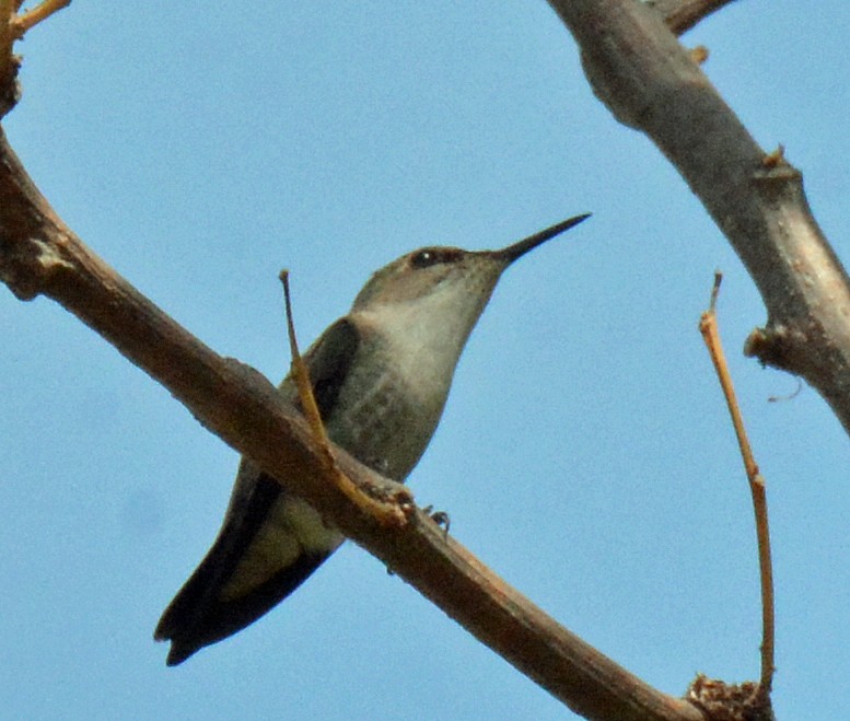 Vervain Hummingbird - ML616601741