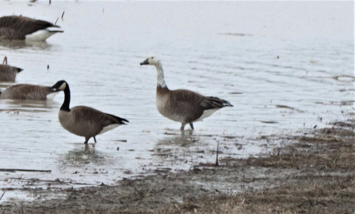 Snow x Canada Goose (hybrid) - ML616601752