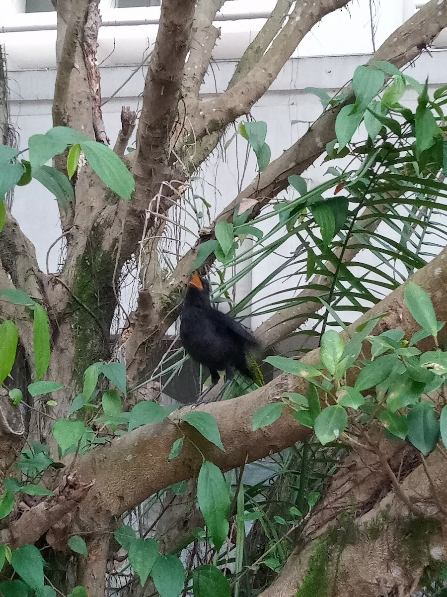 Taiwan Whistling-Thrush - ML616601753