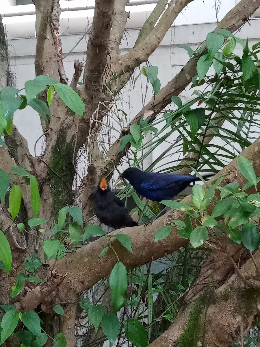 Taiwan Whistling-Thrush - ML616601755