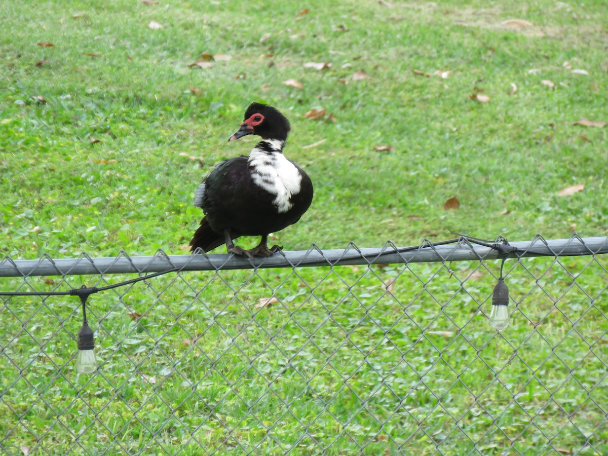 Muscovy Duck (Domestic type) - Guiller Mina