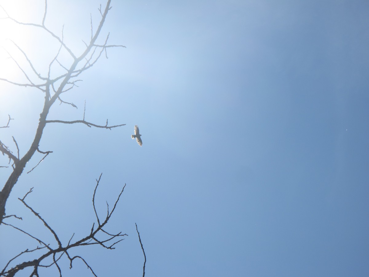 Broad-winged Hawk - ML616601840