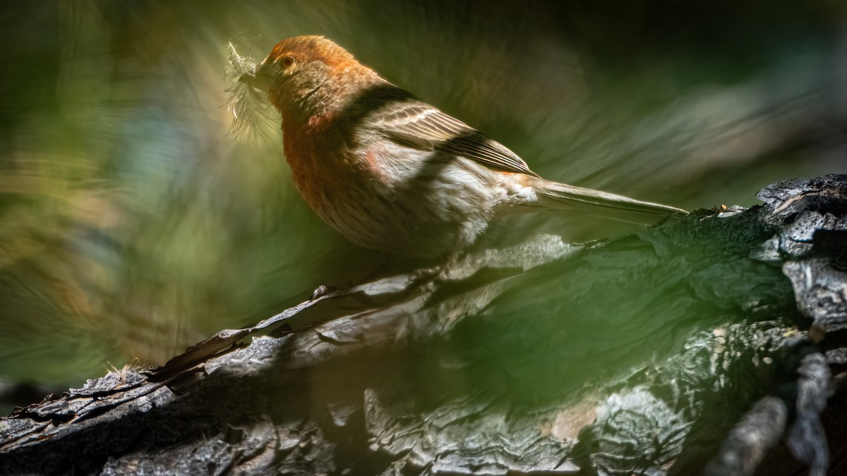 House Finch - Michael McGovern