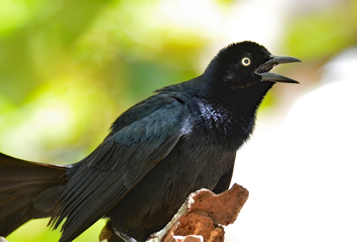 Greater Antillean Grackle - Michael J Good