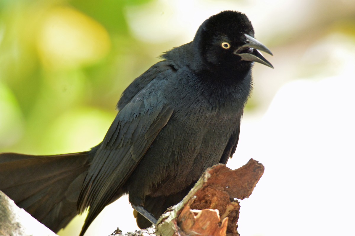 Greater Antillean Grackle - Michael J Good