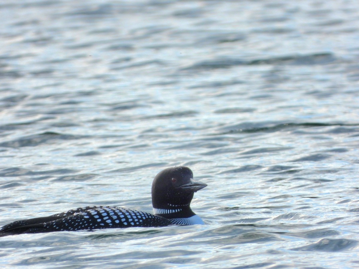 Common Loon - Lori Connell