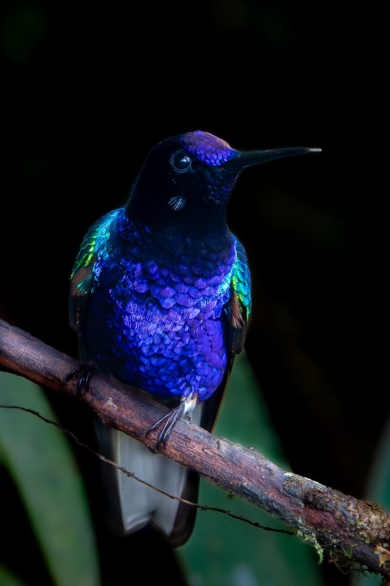 kolibřík hyacintový - ML616601956