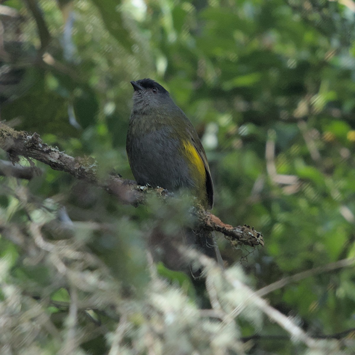 Black-and-yellow Silky-flycatcher - Manuel Morales