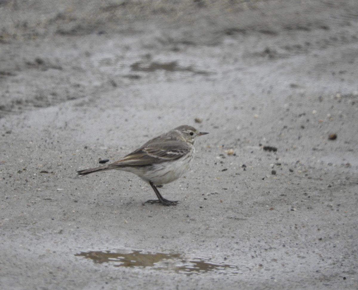 American Pipit - ML616602024