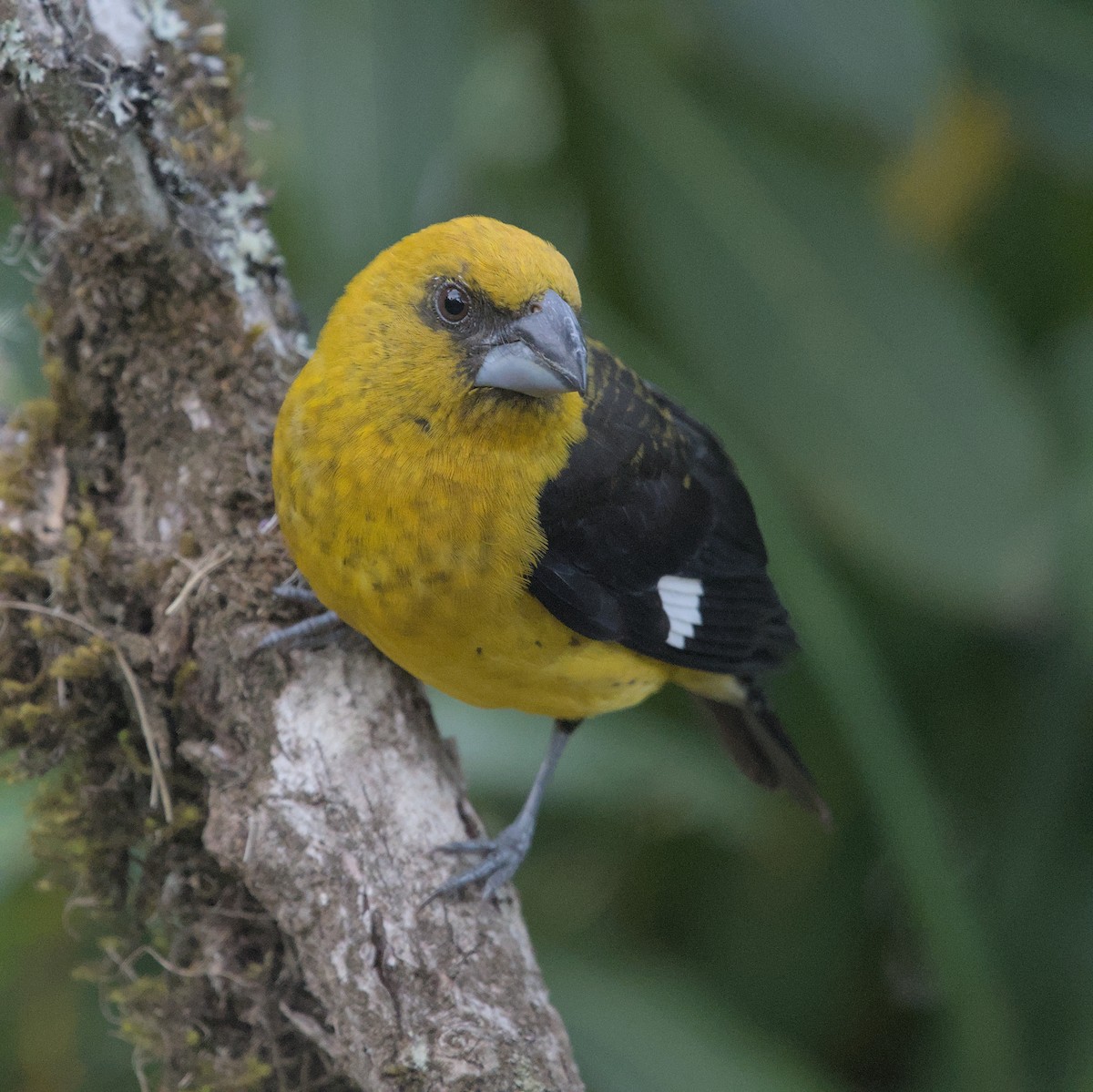 Black-thighed Grosbeak - Manuel Morales