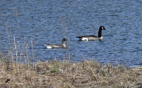 Pink-footed Goose - ML616602100