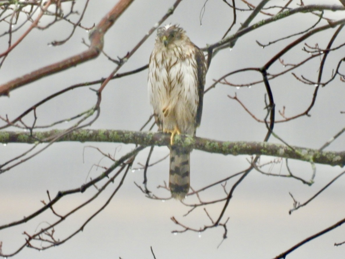 Cooper's Hawk - ML616602122